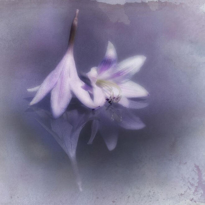 Wisteria